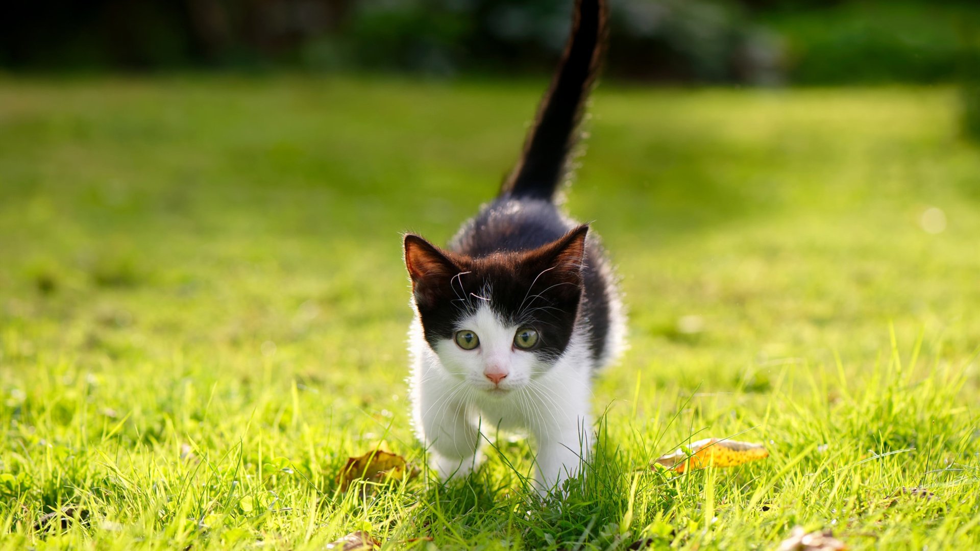 _国际水上运动大会:畅享水域激情_,国际体育总局水上运动管理中心