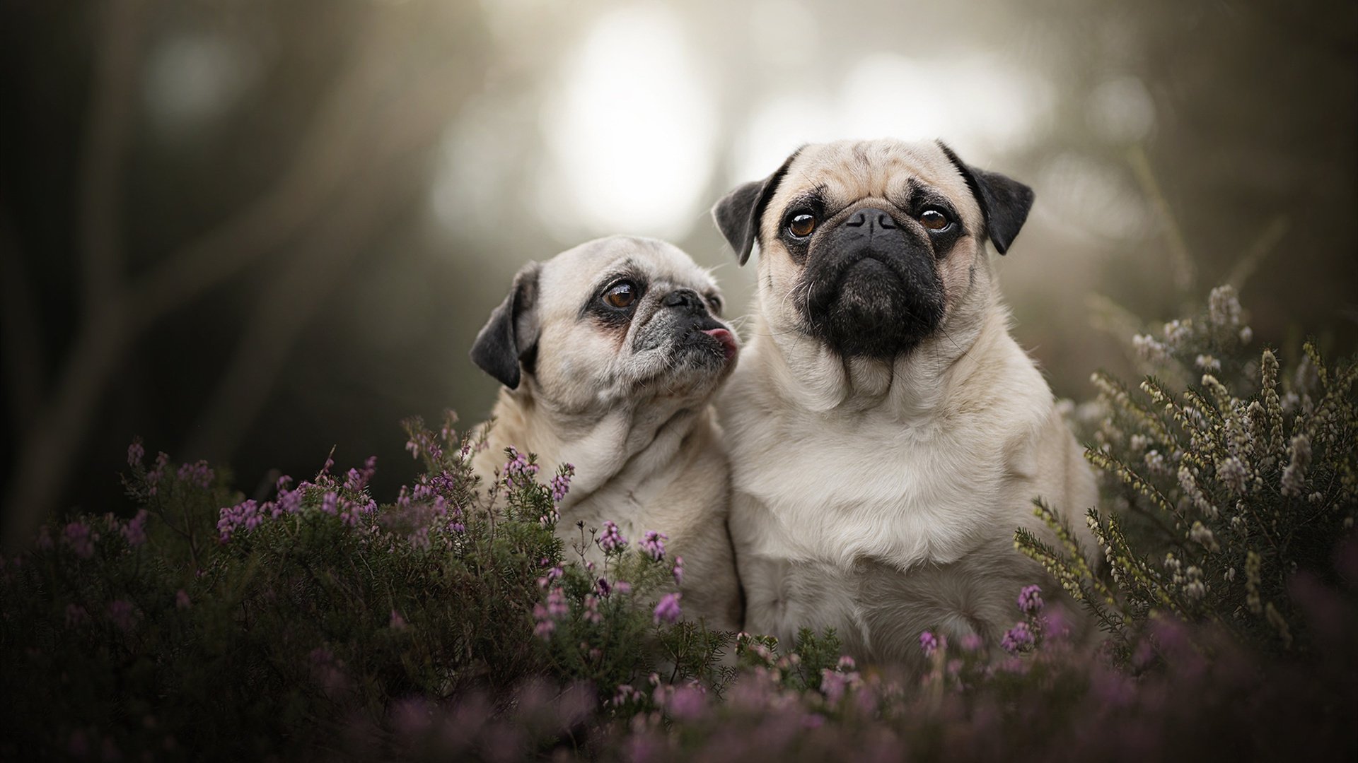 “球迷热血沸腾:现场氛围燃爆全场的比赛一览”,描述球赛热血沸腾的诗句