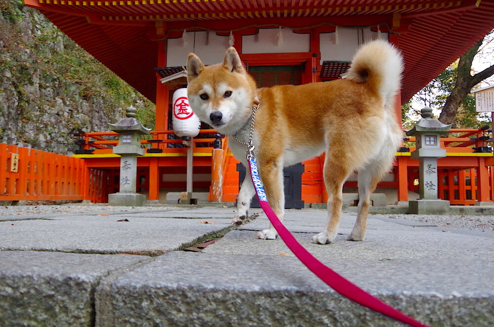 kering.com-台球世界联赛：年轻力量崭露头角，台球世界锦标赛赛程